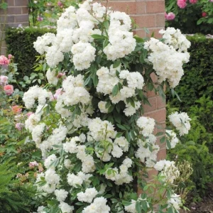 White Climbing Rose Live Plant for Hanging Baskets - Outdoor Flower - Image 1