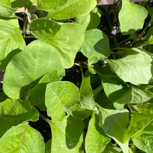 White Eggplant Live Plants - 2-Pack 4-7 inch Seedlings - Mild Flavor Aubergine - Image 2