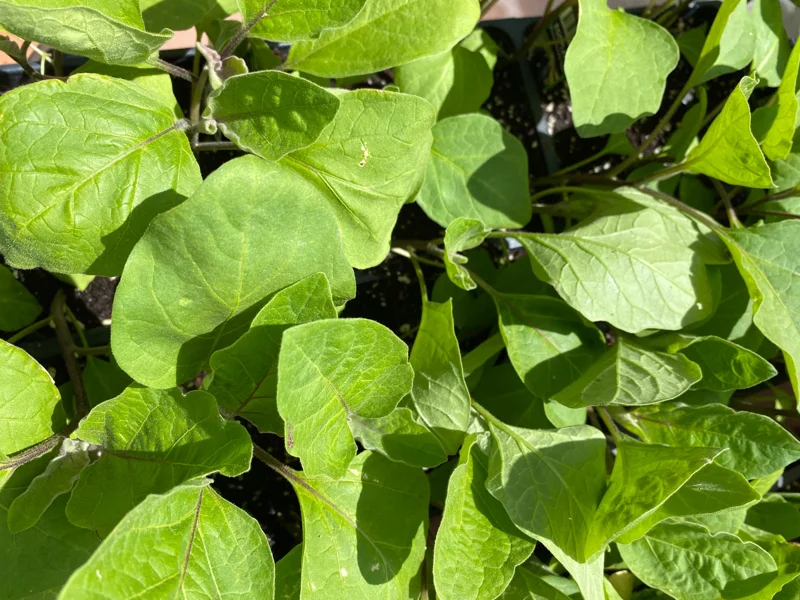 White Eggplant Live Plants - 2-Pack 4-7 inch Seedlings - Mild Flavor Aubergine - Image 2