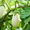 White Eggplant Live Plants - 2-Pack 4-7 inch Seedlings - Mild Flavor Aubergine - Image 1