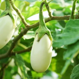 White Eggplant Live Plants - 2-Pack 4-7 inch Seedlings - Mild Flavor Aubergine - Image 1