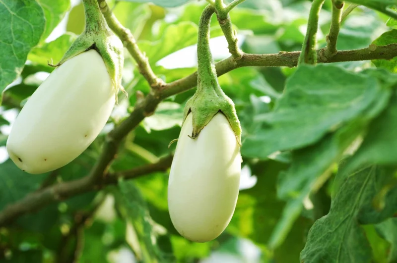 White Eggplant Live Plants - 2-Pack 4-7 inch Seedlings - Mild Flavor Aubergine - Image 1