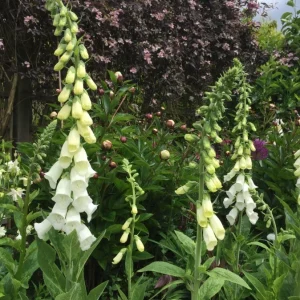 White Foxglove Live Plant – Digitalis purpurea – 3in Pot – Hardy Perennial Flower - Image 2