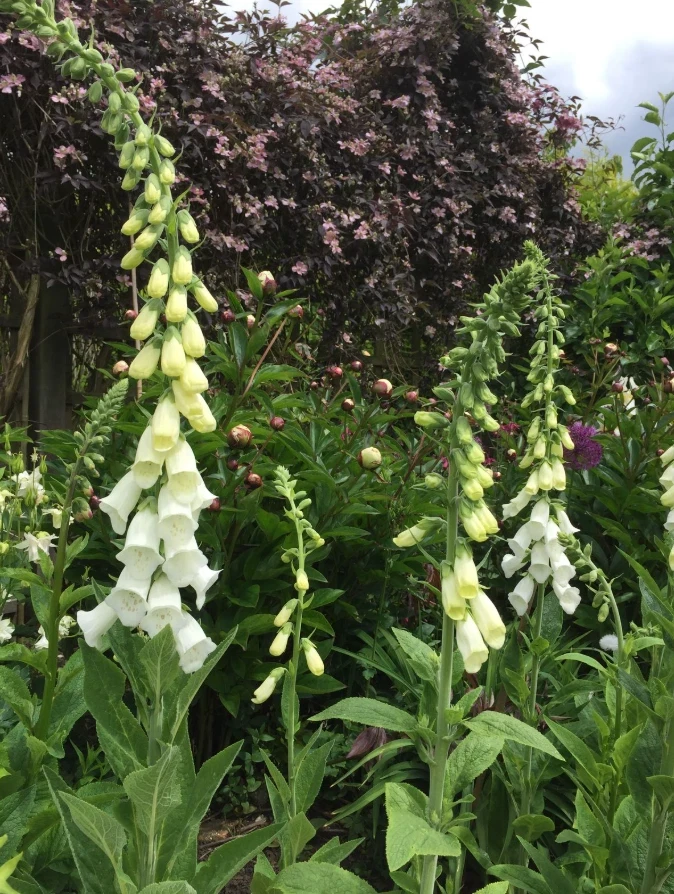 White Foxglove Live Plant – Digitalis purpurea – 3in Pot – Hardy Perennial Flower - Image 2