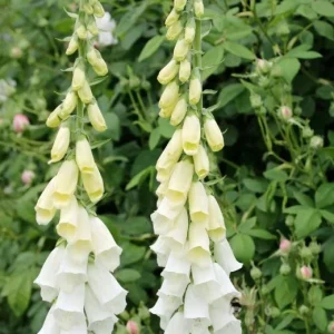 White Foxglove Live Plant – Digitalis purpurea – 3in Pot – Hardy Perennial Flower - Image 1
