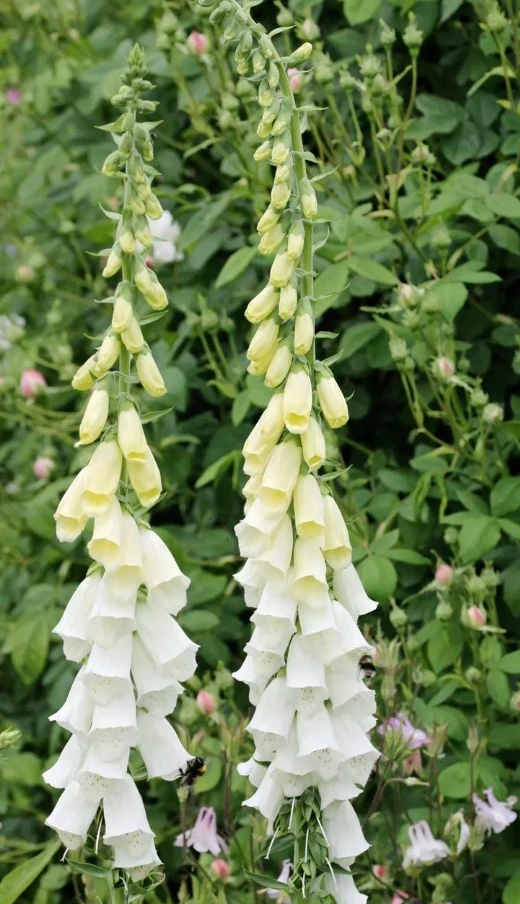 White Foxglove Live Plant – Digitalis purpurea – 3in Pot – Hardy Perennial Flower - Image 1
