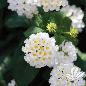 White Lantana Live Plant 4-8" - Fragrant Outdoor Flowering Shrub - Image 1