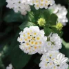 White Lantana Live Plant 4-8" Tall – Butterfly & Hummingbird Attractor – Outdoor Perennial - Image 1
