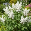White Lilac Live Plant – Fragrant Shrub – 4 inch Pot – Outdoor - Image 1