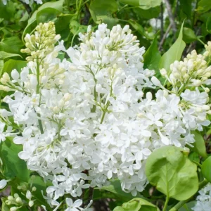 White Lilac Live Plant – Fragrant Shrub – 4 inch Pot – Outdoor - Image 2