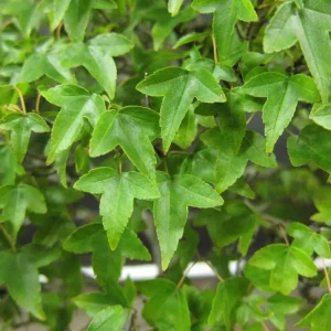 White Lobelia Live Plant – Trailing Flowers – 3 inch pot – Outdoor - Image 2