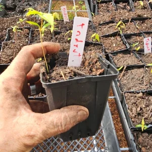 White Lobelia Live Plant – Trailing Flowers – 3 inch pot – Outdoor - Image 3