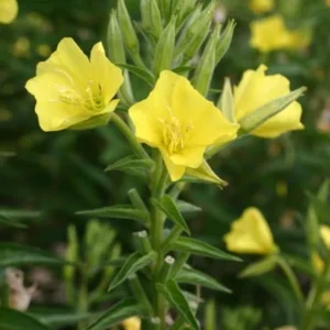 Yellow Evening Primrose Live Plant – 3in Pot – Outdoor Flower - Image 2