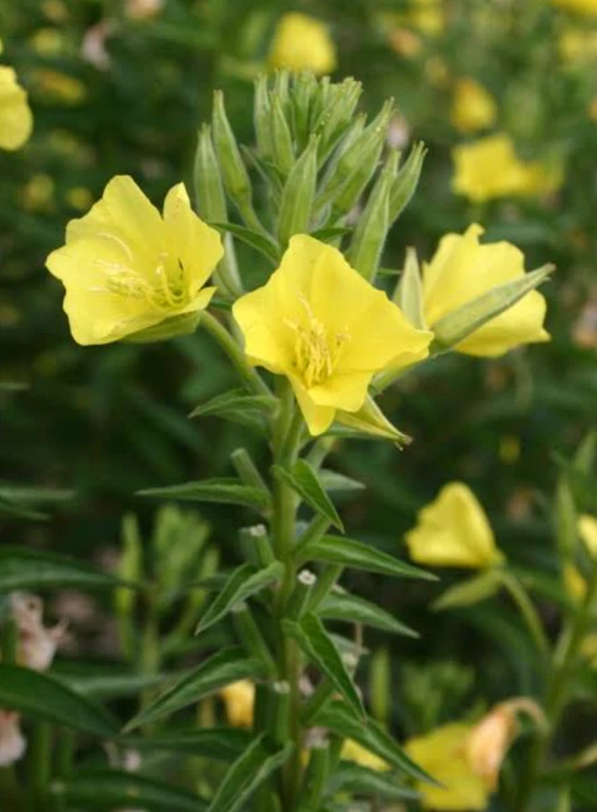 Yellow Evening Primrose Live Plant – 3in Pot – Outdoor Flower - Image 2