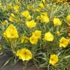 Yellow Evening Primrose Live Plant – 3in Pot – Outdoor Flower - Image 1