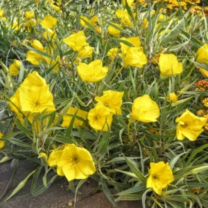 Yellow Evening Primrose Live Plant – 3in Pot – Outdoor Flower - Image 1