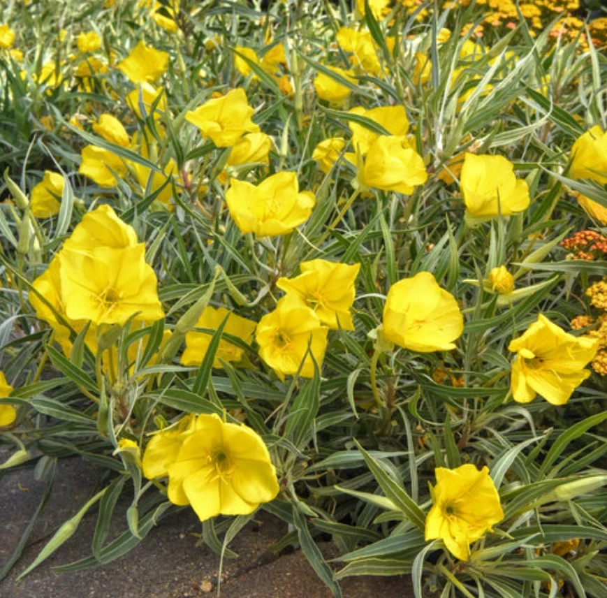 Yellow Evening Primrose Live Plant – 3in Pot – Outdoor Flower - Image 1