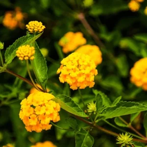 Yellow Lantana Live Plant - 4-8 inches Tall, Continuous Blooms, Outdoor - Image 1