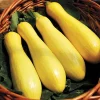 Zucchini Straight Neck Yellow Squash Live Plants – 3-4 Pack – 4-7 inch Seedlings – Outdoor Vegetable - Image 1