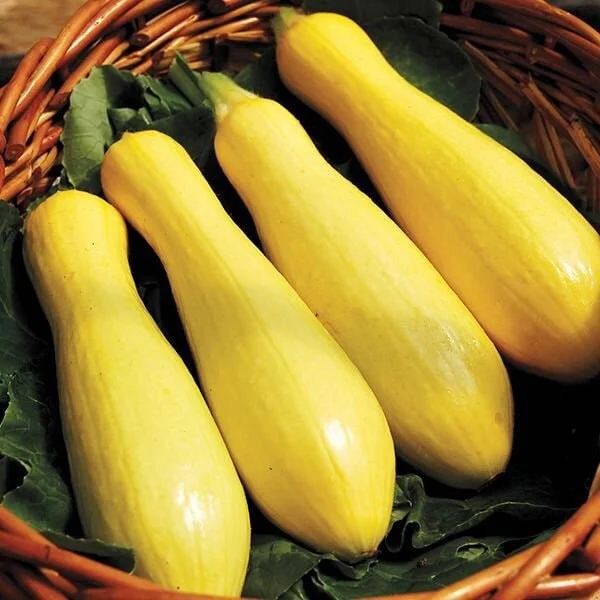 Zucchini Straight Neck Yellow Squash Live Plants – 3-4 Pack – 4-7 inch Seedlings – Outdoor Vegetable - Image 1