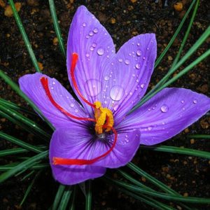 Saffron Crocus Bulbs - Fall Blooming Crocus Sativus for Saffron Spice