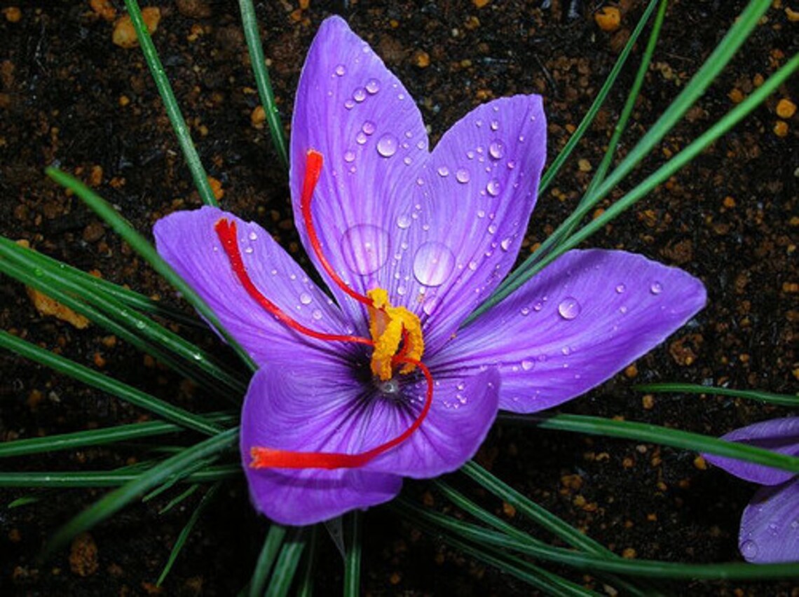 Saffron Crocus Bulbs - Fall Blooming Crocus Sativus for Saffron Spice