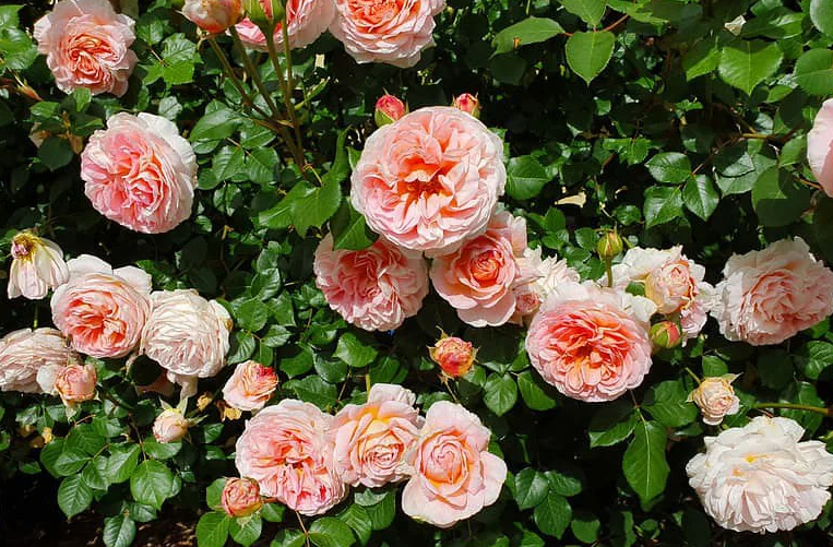 Abraham Darby Rose Live Plant – 4-6 Inch Tall Fragrant Shrub for Garden