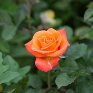 About Face Rose Live Plant – 4 to 6 inch Tall Orange Flower Bush – Outdoor Garden Shrub - Image 2