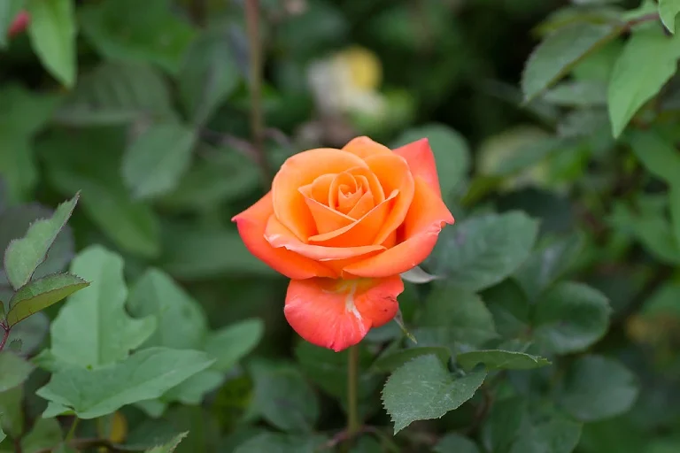About Face Rose Live Plant – 4 to 6 inch Tall Orange Flower Bush – Outdoor Garden Shrub - Image 2