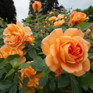 About Face Rose Live Plant – 4 to 6 inch Tall Orange Flower Bush – Outdoor Garden Shrub - Image 3