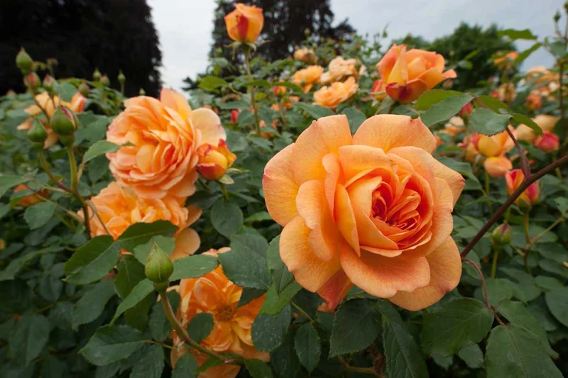 About Face Rose Live Plant – 4 to 6 inch Tall Orange Flower Bush – Outdoor Garden Shrub - Image 3