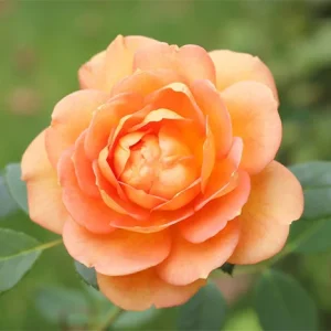 About Face Rose Live Plant – 4 to 6 inch Tall Orange Flower Bush – Outdoor Garden Shrub - Image 4