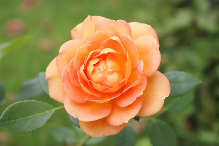 About Face Rose Live Plant – 4 to 6 inch Tall Orange Flower Bush – Outdoor Garden Shrub - Image 4