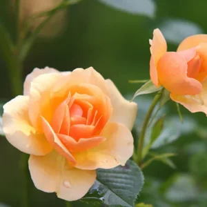 About Face Rose Live Plant – 4 to 6 inch Tall Orange Flower Bush – Outdoor Garden Shrub - Image 5