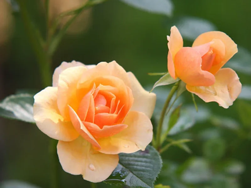 About Face Rose Live Plant – 4 to 6 inch Tall Orange Flower Bush – Outdoor Garden Shrub - Image 5