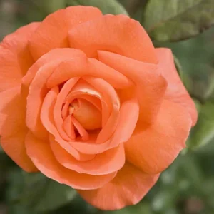 About Face Rose Live Plant – 4 to 6 inch Tall Orange Flower Bush – Outdoor Garden Shrub - Image 1