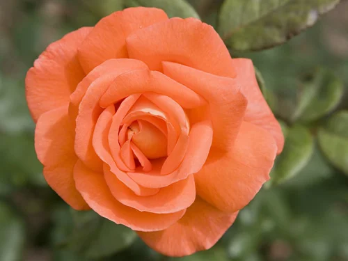 About Face Rose Live Plant – 4 to 6 inch Tall Orange Flower Bush – Outdoor Garden Shrub - Image 1