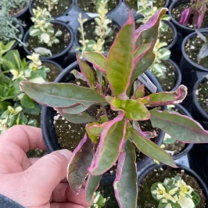 Alternanthera Brazilian Red Hots Live Plant – 4.5 inch Pot – Vibrant Foliage - Image 3