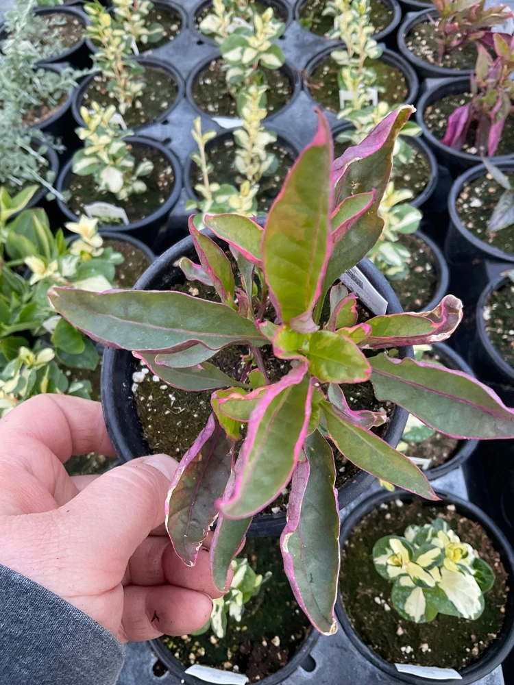 Alternanthera Brazilian Red Hots Live Plant – 4.5 inch Pot – Vibrant Foliage - Image 3