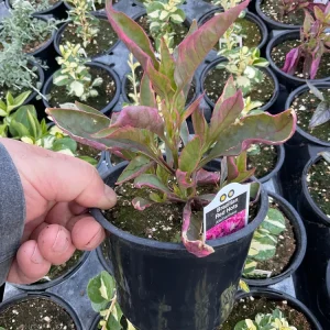 Alternanthera Brazilian Red Hots Live Plant – 4.5 inch Pot – Vibrant Foliage - Image 4