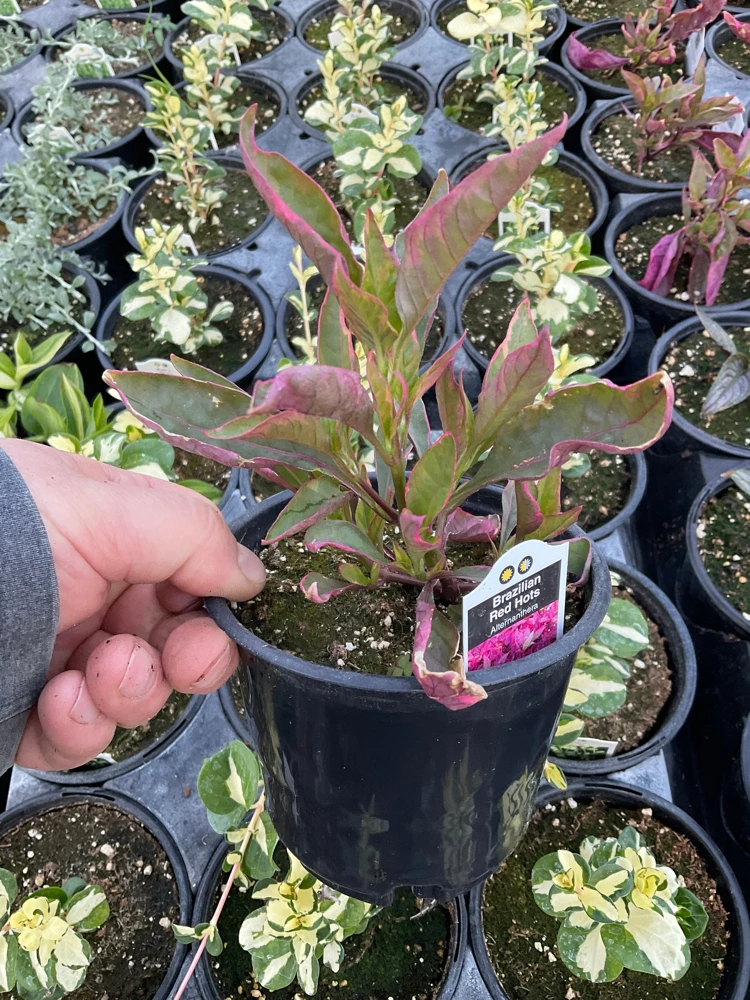 Alternanthera Brazilian Red Hots Live Plant – 4.5 inch Pot – Vibrant Foliage - Image 4