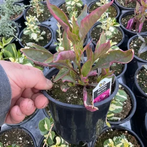Alternanthera Brazilian Red Hots Live Plant – 4.5 inch Pot – Vibrant Foliage - Image 5