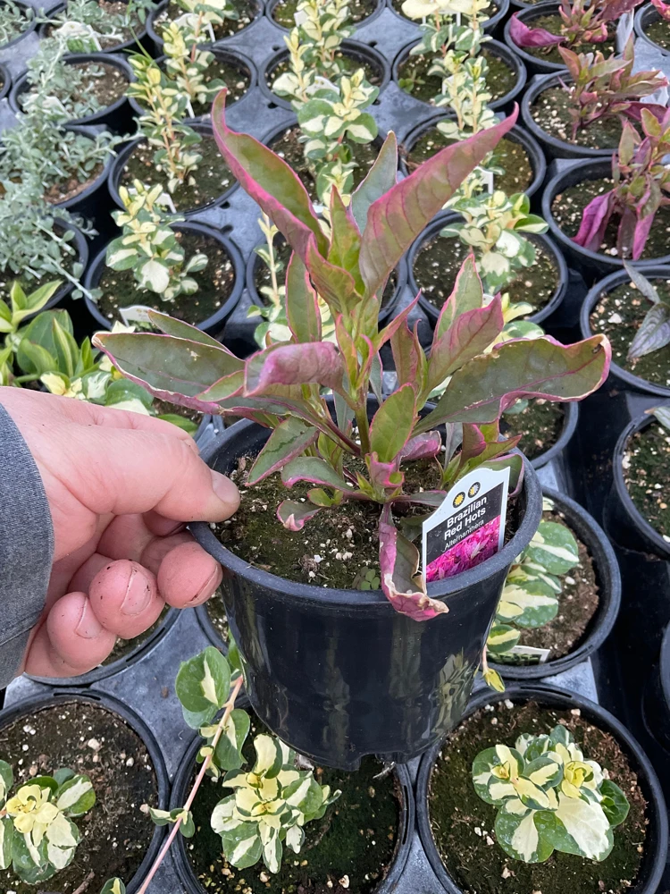 Alternanthera Brazilian Red Hots Live Plant – 4.5 inch Pot – Vibrant Foliage - Image 5