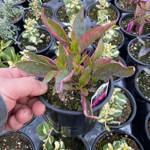 Alternanthera Brazilian Red Hots Live Plant – 4.5 inch Pot – Vibrant Foliage - Image 6