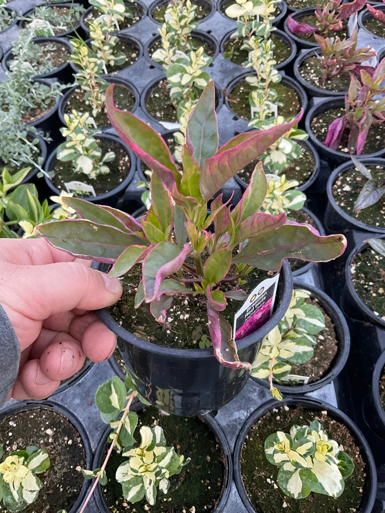Alternanthera Brazilian Red Hots Live Plant – 4.5 inch Pot – Vibrant Foliage - Image 6