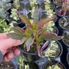 Alternanthera Brazilian Red Hots Live Plant – 4.5 inch Pot – Vibrant Foliage - Image 1