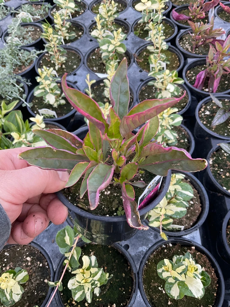 Alternanthera Brazilian Red Hots Live Plant – 4.5 inch Pot – Vibrant Foliage - Image 1