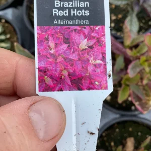 Alternanthera Brazilian Red Hots Live Plant – 4.5 inch Pot – Vibrant Foliage - Image 7