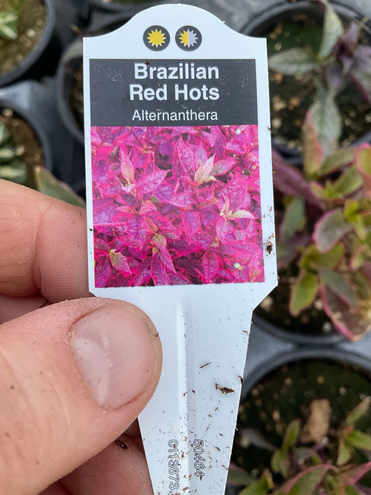Alternanthera Brazilian Red Hots Live Plant – 4.5 inch Pot – Vibrant Foliage - Image 7