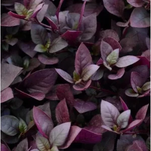 Alternanthera Purple Prince Live Plant – 4.5 inch Pot – Outdoor & Indoor - Image 2